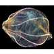 Disease Remedying Jellyfish Image 5