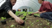 Job-Training Urban Farms Image 4