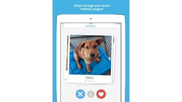 Pup Adoption Apps