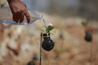 Tear Gas Grenade Gardens Image 3