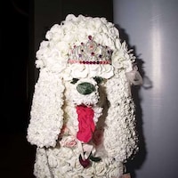 Bedazzled Pooch Photography Image 6