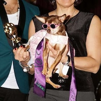 Bedazzled Pooch Photography Image 7