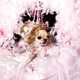 Bedazzled Pooch Photography Image 8