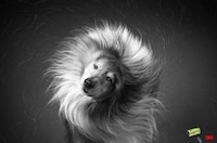 Fur-Shaking Pet Ads Image 2
