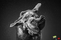 Fur-Shaking Pet Ads Image 3