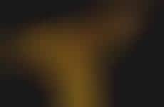 Microscopic Bee Photography