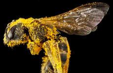 Microscopic Bee Photography