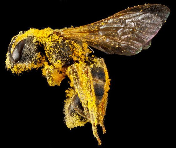 Microscopic Bee Photography