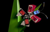 Mobile Phone Butterflies Image 4