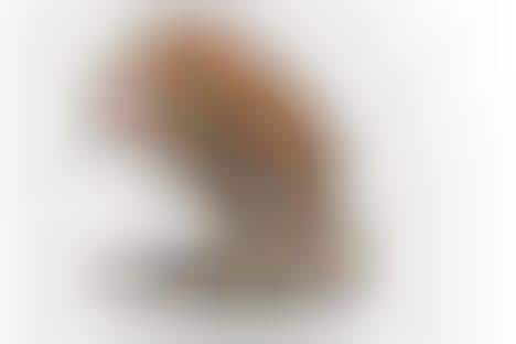 laptop cat scratching pad