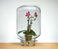 Low Maintenance Indoor Gardening Image 2