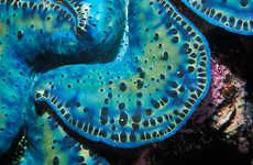 Psychedelic Marine Photography