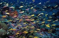 Psychedelic Marine Photography Image 2