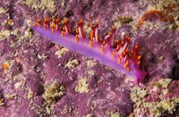 Psychedelic Marine Photography Image 3