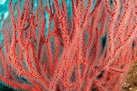 Psychedelic Marine Photography Image 4