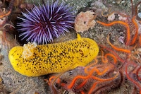 Psychedelic Marine Photography Image 5