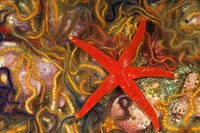 Psychedelic Marine Photography Image 6