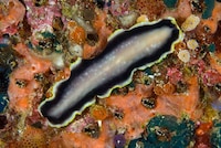 Psychedelic Marine Photography Image 7