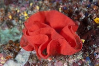Psychedelic Marine Photography Image 8