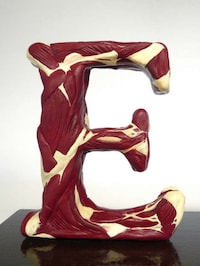 Surgical Anatomy Typefaces Image 5