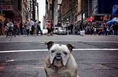 New York Canine Photography