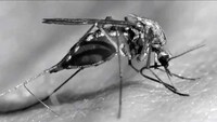Mosquito Repellent Newspapers Image 4