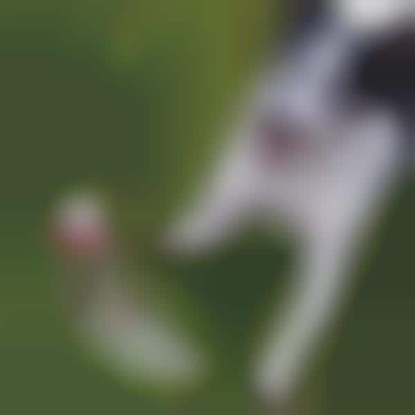 Zombified Canine Toys