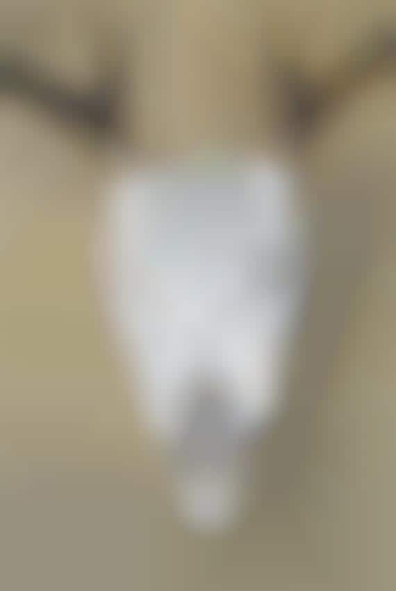 Bejeweled Taxidermy Decor