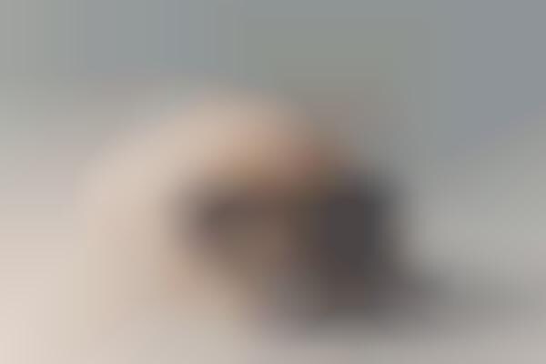 Guinea Pig Photography
