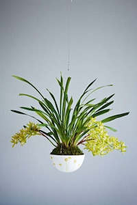 Bulbous Suspended Gardens Image 5