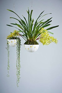 Bulbous Suspended Gardens Image 6
