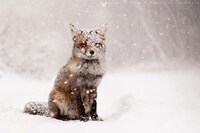 Charming Fox Photography Image 2
