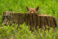 Charming Fox Photography Image 3