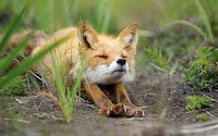 Charming Fox Photography Image 4