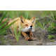 Charming Fox Photography Image 4