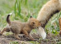 Charming Fox Photography Image 5