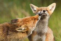 Charming Fox Photography Image 6