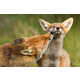 Charming Fox Photography Image 6