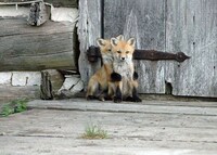Charming Fox Photography Image 7