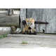 Charming Fox Photography Image 7