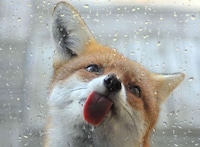 Charming Fox Photography Image 8