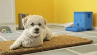 Communicative Pet Feeders Image 4