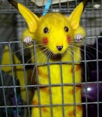Real Life Cartoon  Pets Image 2
