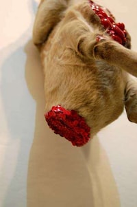 Mixed Media Taxidermy Image 2