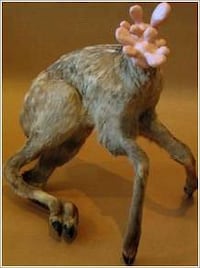 Mixed Media Taxidermy Image 8