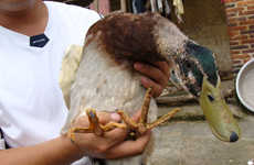 Poultry Hybrid Discoveries