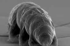 Microscopic Indestructible Creatures