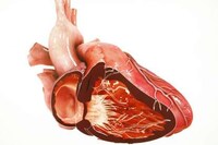 3D Digital Dissections Image 2
