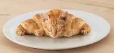 Kitten Croissant Ads: Lifebuoy Soap Reminds Us That 'You Eat What You ...