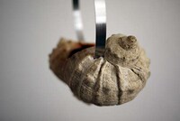 Serene Seashell Headphones Image 4